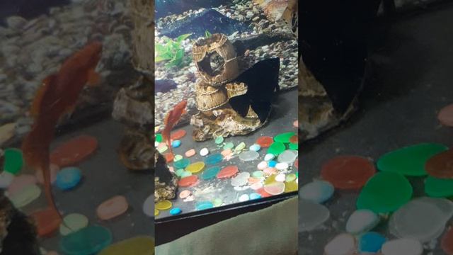20260728_201415.mp4 смотреть онлайн
