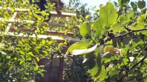 Один НА ХУТОРЕ в лесу продолжаю СТРОИТЬ, не забывая про дела НА ДАЧЕ. Рома в восторге от SPARKX i7