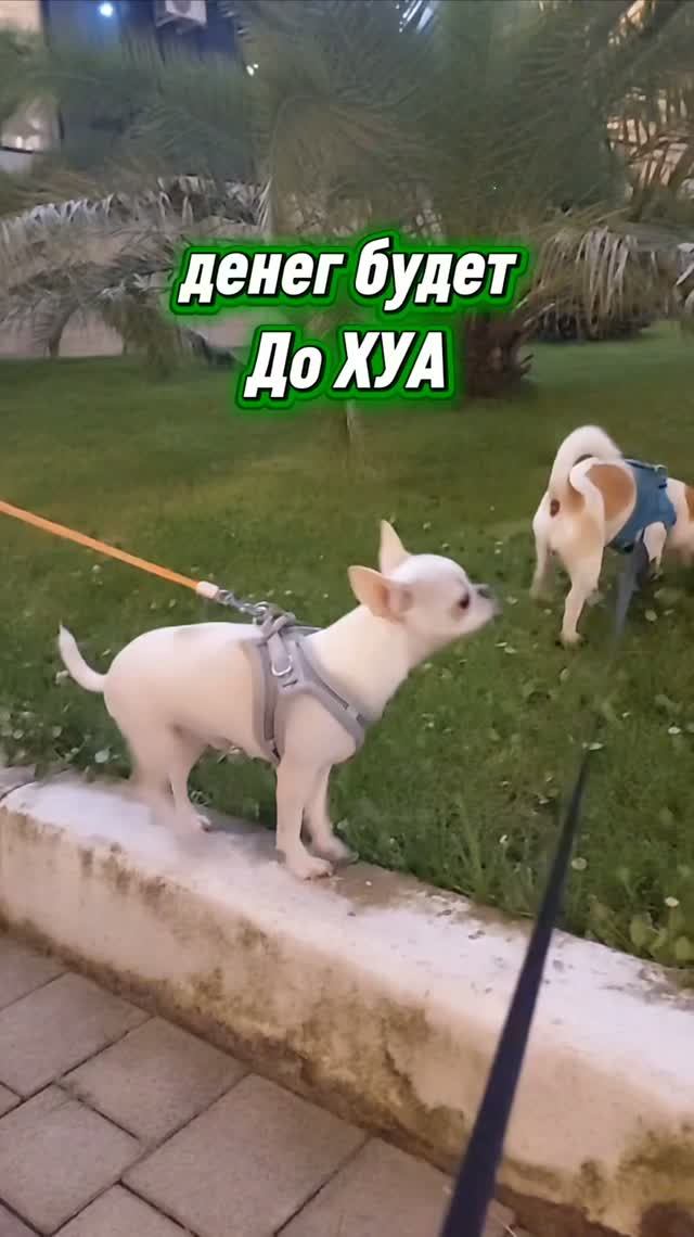 #ЧихуахуаПринцРеди#Реди и Мики