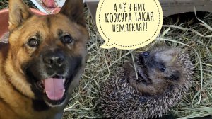 Ёжик Фасолька сбежала! Треугольный кот наслушался всякого от петуха фазана. К Псу Кубику пришёл ёжик