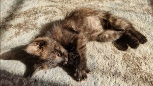 У нас пополнение, собака «удочерила» котёнка, было-стало