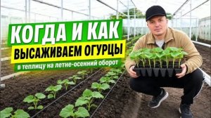 Высаживаем рассаду огурцов на летне-осеннее выращивание в теплицу 🌞