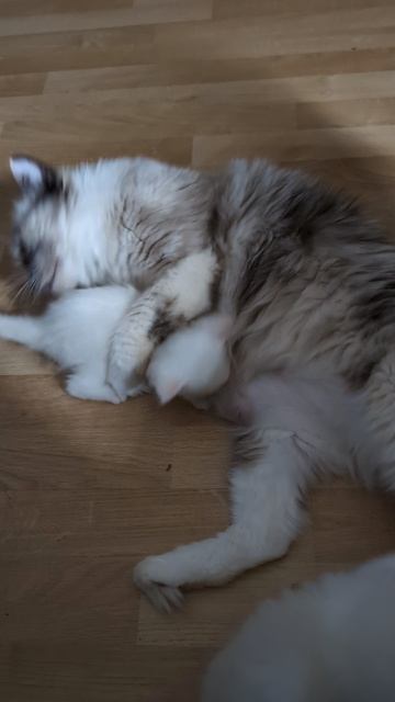 Рэгдолл котята
