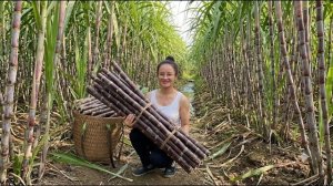 Сбор урожая сахарного тростника для продажи на рынке и восстановление деревянного дома. Энн