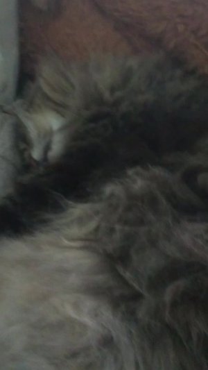 Я овечю на твой вопрос с моим котом
