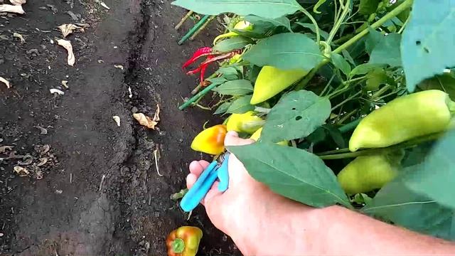 Первые перцы в теплице смотреть онлайн