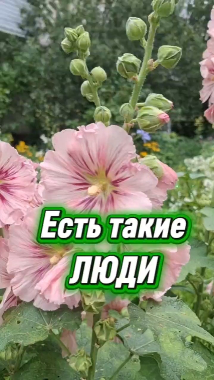 Респект этим людям❤️ #овполякова