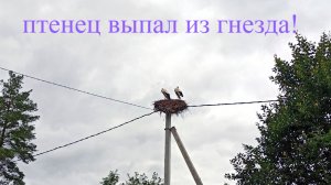 Ждём зоотехника - птенец аиста выпал из гнезда #аист #птенец #Мари_Мистик