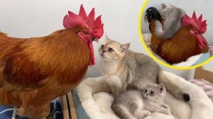 Отец-кот передал опеку над котятами петуху! Действия петуха были такими трогательными.