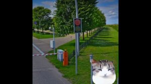 кот оценивает светофоры