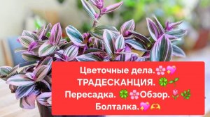 ЦВЕТОЧНЫЕ ДЕЛА.🌸🍀 ТРАДЕСКАНЦИЯ💖🌼 ОБЗОР и ПЕРЕСАДКА РАСТЕНИЙ.🍀БОЛТАЛКА.🌺🌳