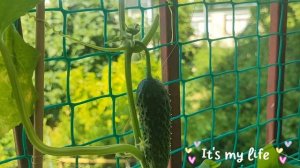 Возможно ли вырастить огурцы на балконе?Да!Мой первый опыт выращивания огурцов....