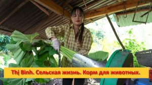 Thị Bình. Вьетнам. Сельская жизнь.Корм для животных.