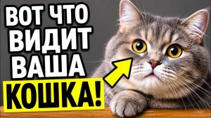 Как кошки видят людей — поразительные секреты, которые должен знать каждый хозяин кошки!