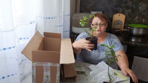 Получили посылку с саженцами. Высадили клубнику. Готовим посадочные ямы под голубику.