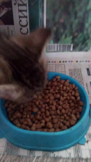 эфир про котика