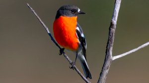 🐦 ПЕНИЕ ПТИЦ И ЖУРЧАНИЕ ВОДЫ В СОЛНЕЧНЫЙ ДЕНЬ 🌿 ЗВУКИ ПРИРОДЫ ДЛЯ СНА И НЕЖНОЕ ПЕНИЕ ПТИЦ В ЛЕСУ