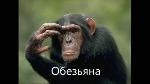 Боби боба  с переводом