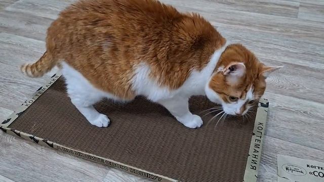 Рыжику когтеточка нравится!❤️