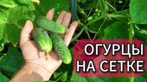 ТАКОГО МЫ НЕ ОЖИДАЛИ: ПЛЮСЫ И МИНУСЫ ВЫРАЩИВАНИЯ ОГУРЦОВ НА СЕТКЕ 🥒🥒🥒
