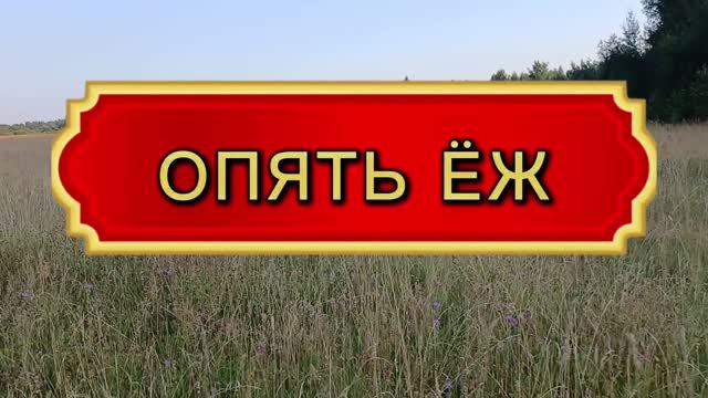 Опять ёж 😲😉