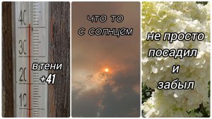 Жаримся вместе с гортензиями +41. Гортензия это не посадил и забыл, бегаю, спасаю🪣🚿...