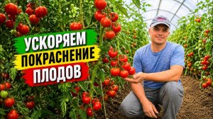 Помидоры на кусту начинают очень быстро краснеть 🍅
