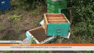 Пчеловоды Мордовии начали сбор мёда