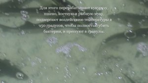 Так вот ты какой,Керченский осётр!