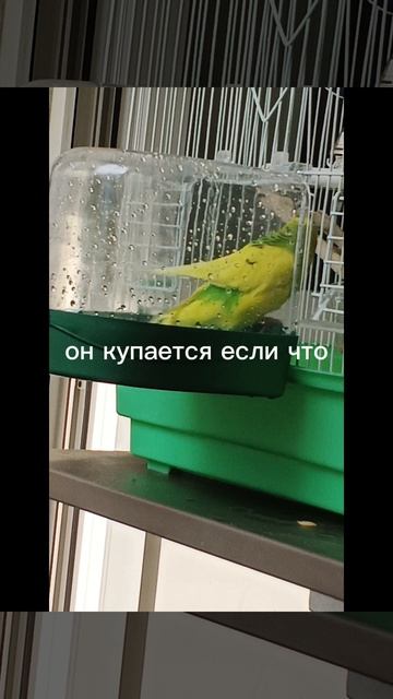 показываю настроение Кеши часть 2