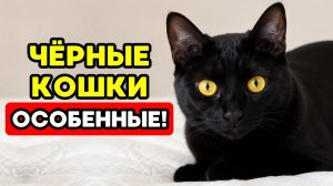 Что делает ЧЁРНЫХ КОШЕК такими особенными？
