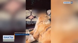 Задушившей собаку проволокой пенсионерке грозит до трех лет лишения свободы