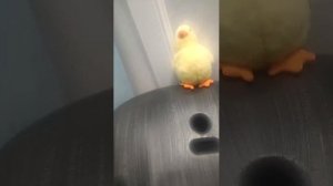сейчас будет выступать цыпа