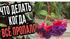 САМОЕ ЛУЧШЕЕ УДОБРЕНИЕ ДЛЯ ФУКСИИ