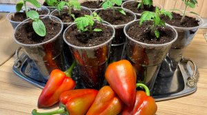 Огород в квартире круглый год.Собираю урожай.Рассаживаю новую рассаду.🍅🥒🌶️
