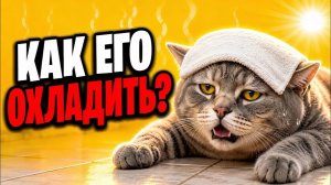 Твоя кошка МОЖЕТ УМЕРЕТЬ от жары — вот что нужно знать