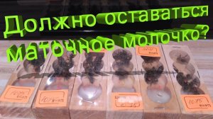 Должно ли оставаться маточное молочко в маточнике после выхода матки? Отвечает профессор Кашковский