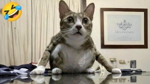 СМЕШНЫЕ КОТЫ | ЛУЧШИЕ ПРИКОЛЫ С КОТАМИ, СОБАКАМИ, КОШКИ, СОБАКИ, ЖИВОТНЫЕ, СМЕШНОЕ ВИДЕО