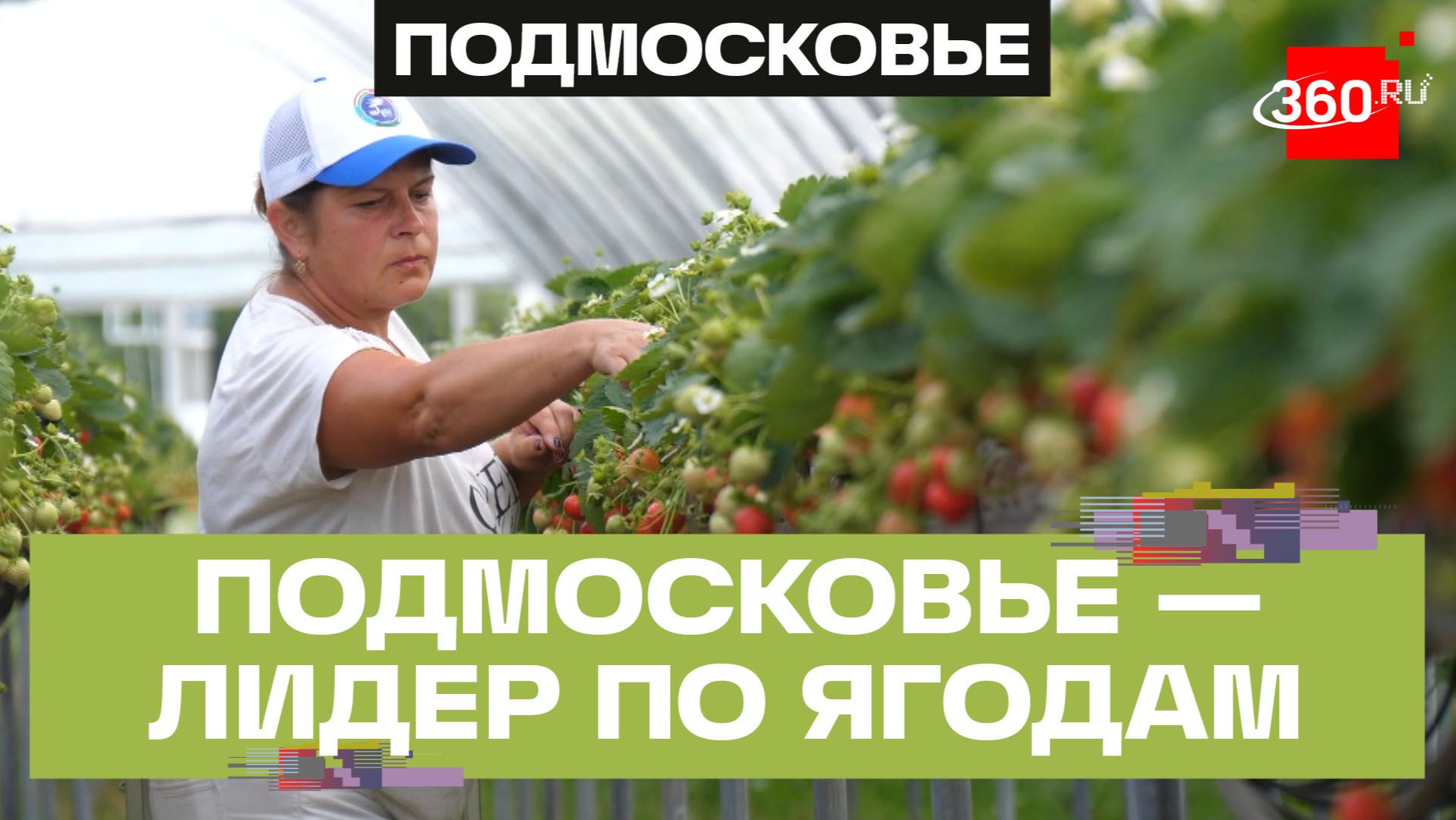 Народная программа «Единой России»: Подмосковье наращивает производство ягод смотреть онлайн