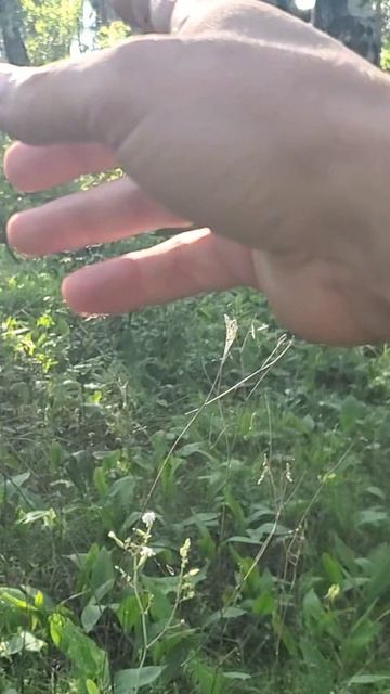 Царица полей в сохране. смотреть онлайн