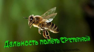 Дальность полёта среднерусской степной пчелы: где ставить пасеку? | Профессор Кашковский 🐝🗺️