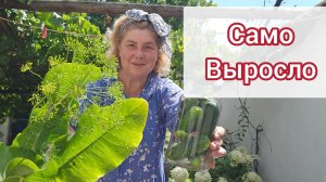 Солить огурцы буду, набрала пол-ведра
