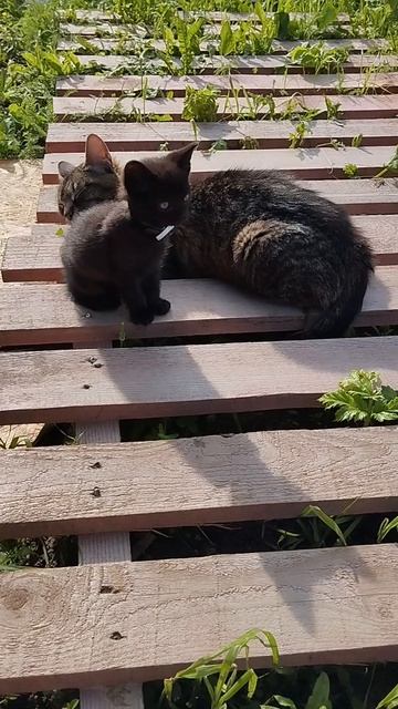 Зефир с мамой.Если хотите помочь котам на корм,стерилизацию и т.д. 2200 7017 2073 2004 или донаты.