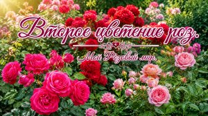 Повторное цветение роз.