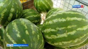 Кировчанам рассказали, как выбрать качественный арбуз