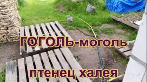 Жители и посетители 3. Гоголь-моголь-халей