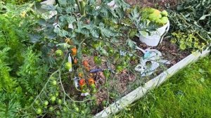 Успела собрать уличные томаты 🍅🍅🍅 и снова пошёл дождь 🌧️🌧️🌧️