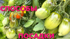 От чего ЕЩЁ зависит урожай томатов? Сравнение урожайности