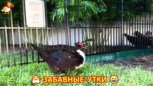 Забавные утки мускусные и пекинские на свободном выгуле со своими друзьями ч.(418) ❣️🤗😂