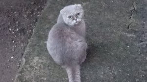 Ночной стрим